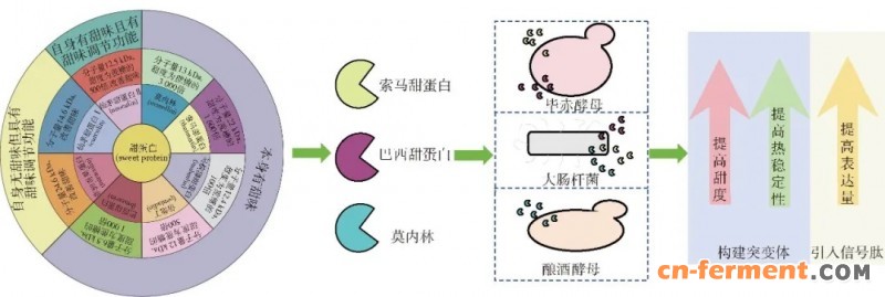 3种甜蛋白生物合成的细胞工厂构建及其改造策略