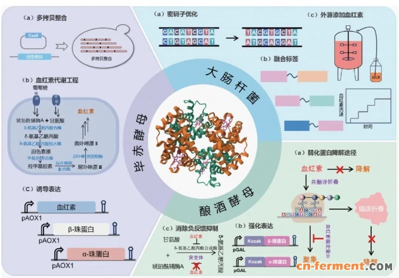 基于合成生物学的血红蛋白细胞工厂调控策略