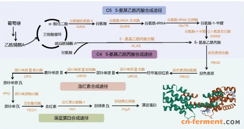 藻蓝蛋白生物合成途径