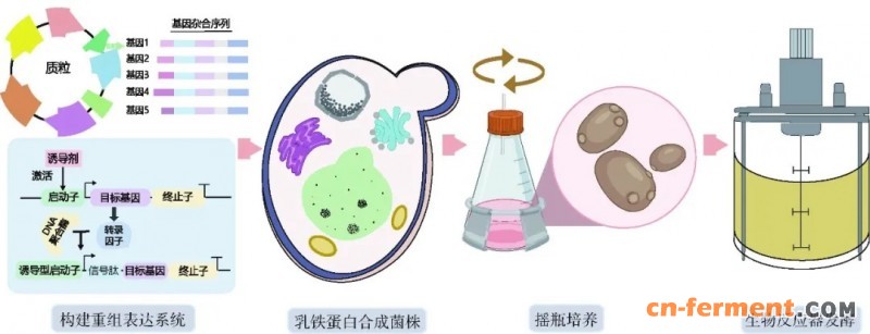 乳铁蛋白微生物合成途径