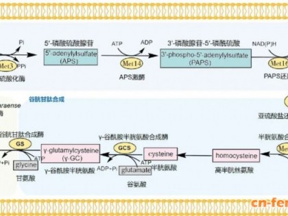 江南大学刘龙教授：功能食品蛋白生物制造的发展现状与挑战